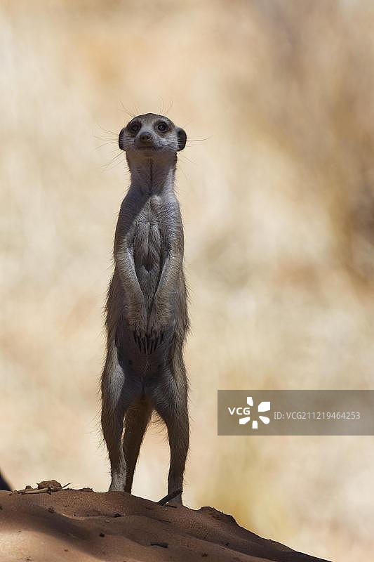 成年雄性狐獴(Suricata suricatta)站在沙堆上,阴凉处,警惕,卡拉哈迪跨国公园,南非图片素材