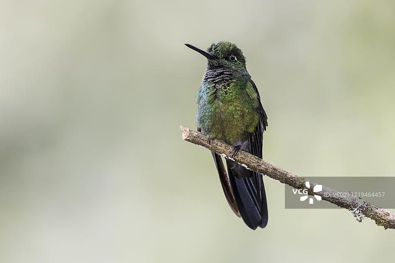 绿冠辉蜂鸟图片素材