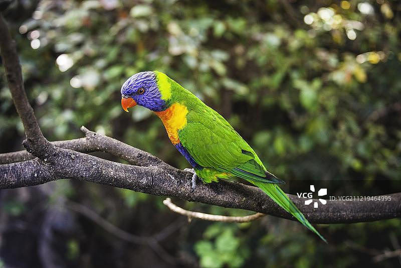 红领绿鹦鹉栖息于树枝上，人工饲养，分布于澳大利亚图片素材