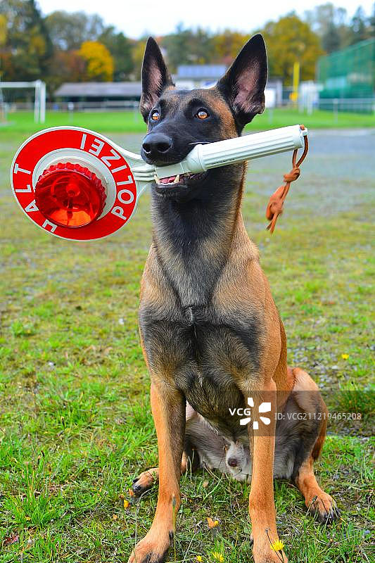 警犬：比利时牧羊犬图片素材