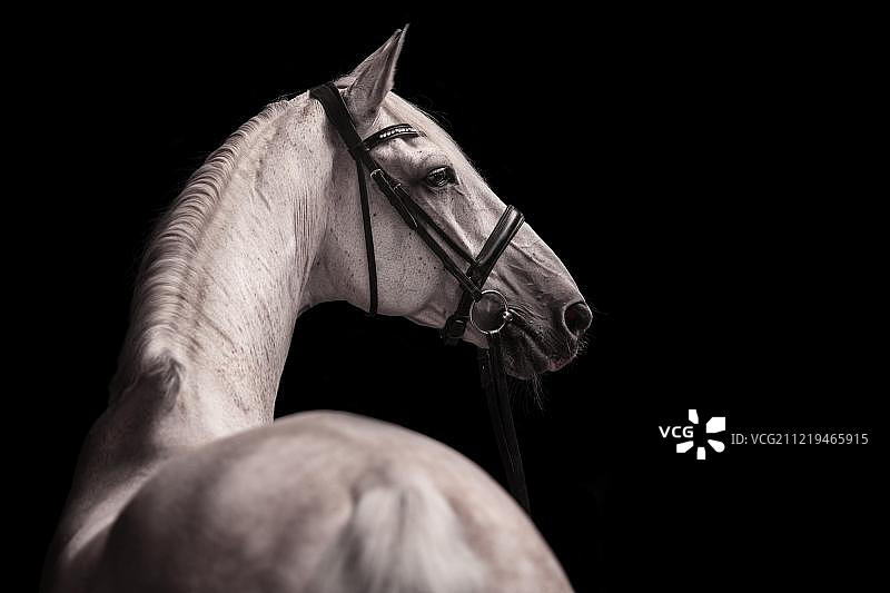 黑色背景上的灰色马侧面照（带笼头），动物写真，影棚拍摄图片素材