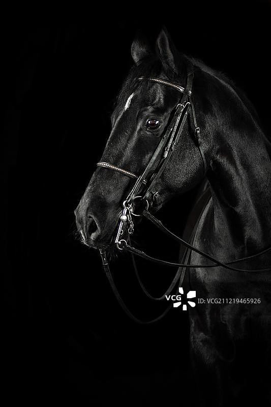 带白斑黑马，戴笼头嚼子，黑色背景动物肖像，德国图片素材