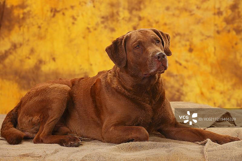 躺着的切萨皮克湾寻回犬图片素材