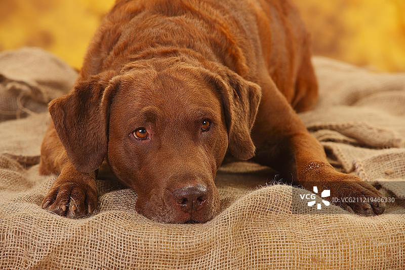 切萨皮克湾寻猎犬，雄性，6岁，躺在麻袋上，动物肖像图片素材