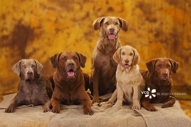切萨皮克湾寻猎犬，雄性，母犬和小狗，10周图片素材