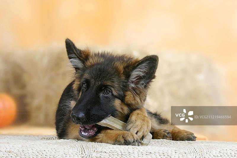 五个月大的德国牧羊犬与磨牙骨玩具图片素材