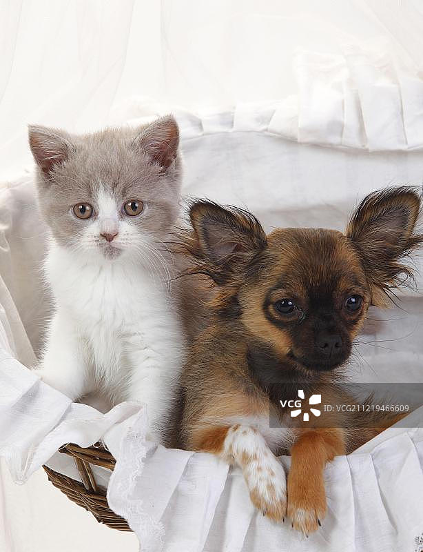 吉娃娃幼犬与英国长毛猫幼猫同坐篮中图片素材