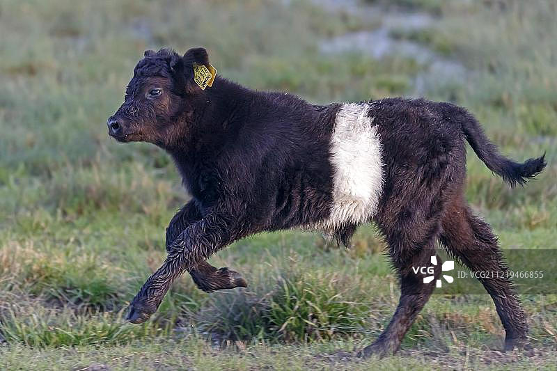 草地上奔跑的加洛韦小牛图片素材