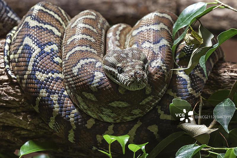 地毯蟒（杂色地毯蟒），盘绕在树枝上，圈养，德国，欧洲图片素材