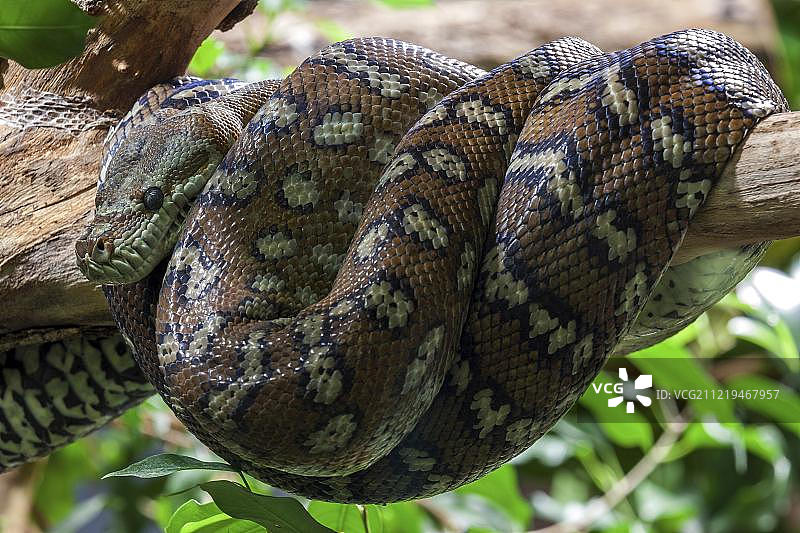地毯蟒（杂色地毯蟒），盘绕在树枝上，圈养，德国，欧洲图片素材