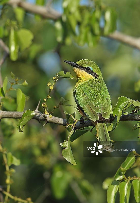 非洲小蜜蜂鸟幼鸟图片素材