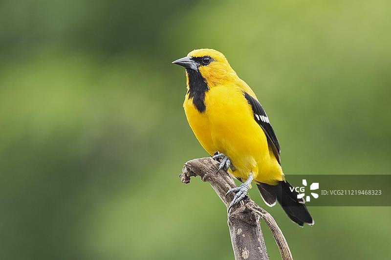 黄鹂鸟（黑喉金莺），成年，栖息在树枝上，特立尼达和多巴哥，中美洲图片素材