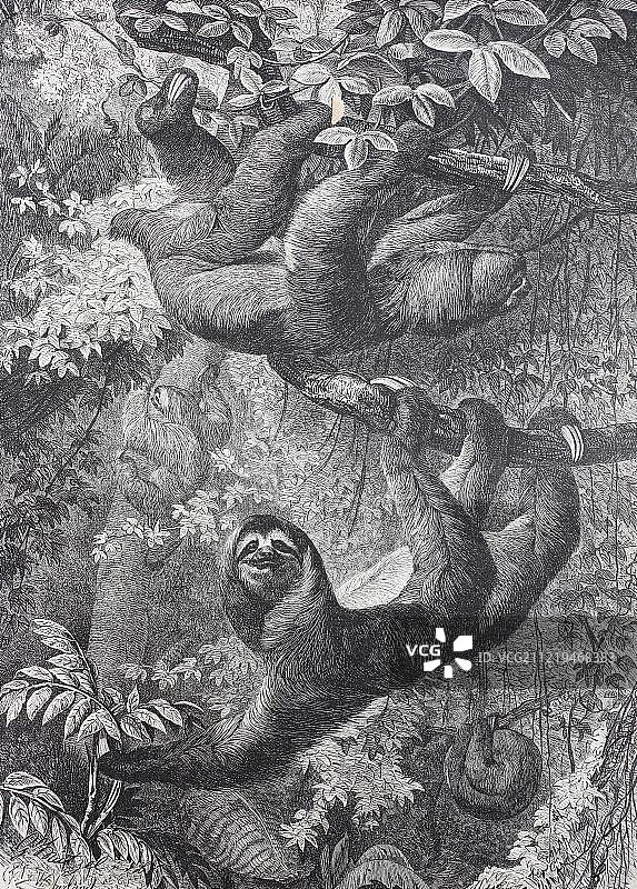 1865年德国历史插画：树懒图片素材