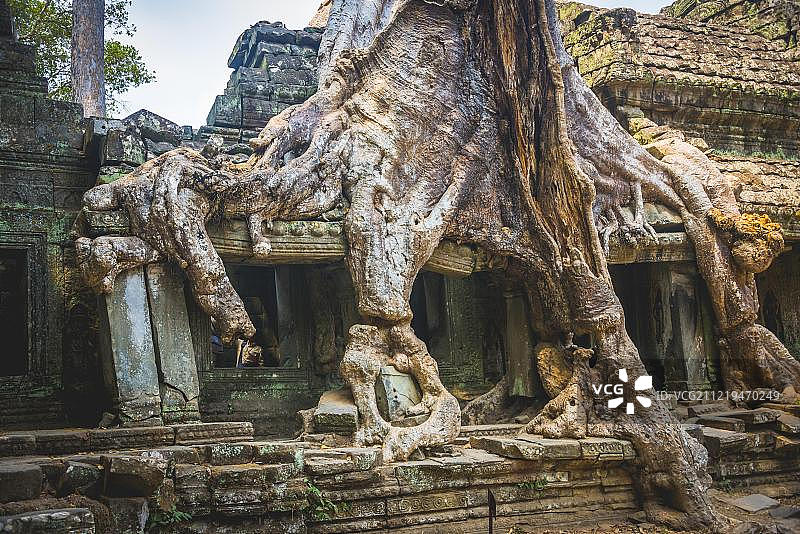 丝棉树根，位于柬埔寨暹粒省吴哥考古公园图片素材