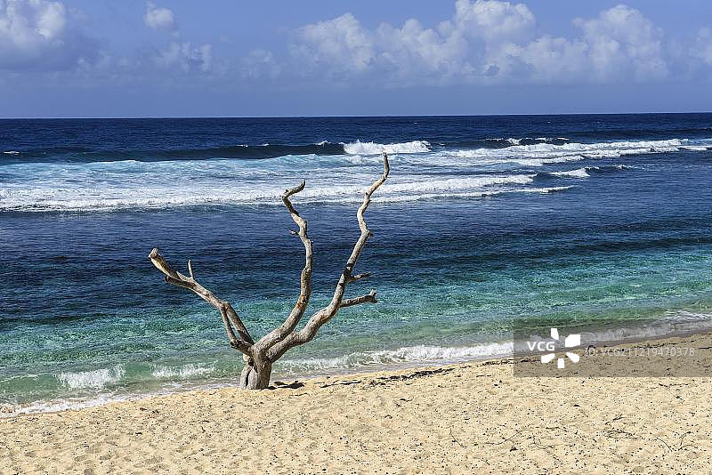 塔纳岛白沙滩上的枯树，瓦努阿图，南太平洋，大洋洲图片素材