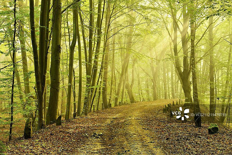 德国梅克伦堡-前波美拉尼亚州 Müritz 国家公园的古老驿道图片素材