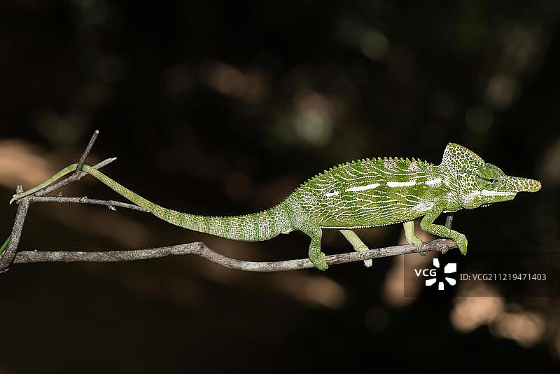 拉伯德变色龙，雄性，非洲马达加斯加基林迪国家公园图片素材