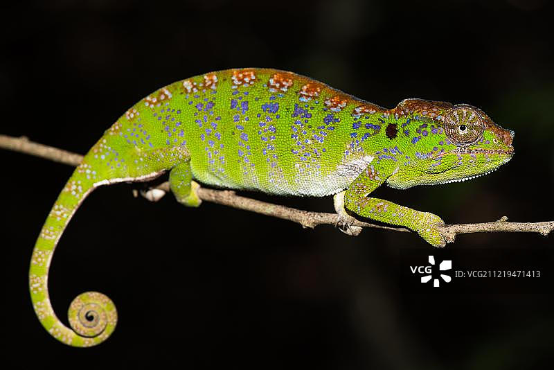 拉波德变色龙（Furcifer labordi），雌性，非洲马达加斯加基林迪国家公园图片素材