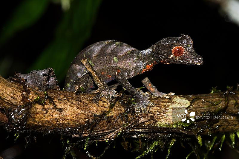 撒旦叶尾壁虎，雄性，非洲马达加斯加岛拉诺马法纳国家公园图片素材