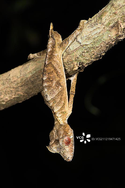 叶尾壁虎，马达加斯加，非洲图片素材