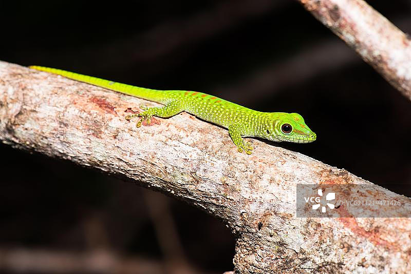 马达加斯加巨型日间壁虎图片素材