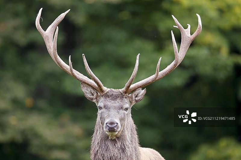 德国圈养的马鹿动物画像图片素材