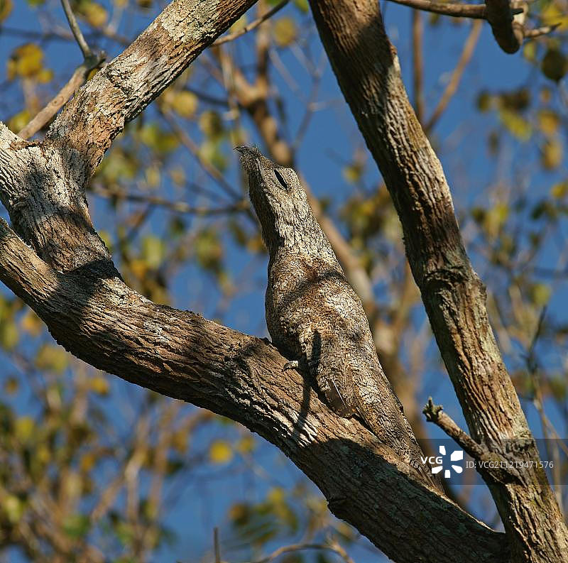 潘塔纳尔湿地树枝上的大林鸱图片素材