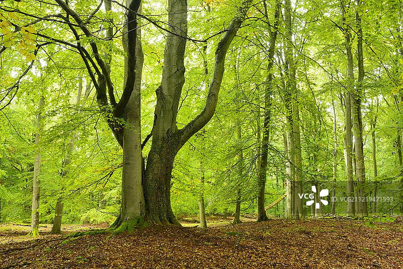 穆里茨国家公园内未受破坏的山毛榉森林图片素材