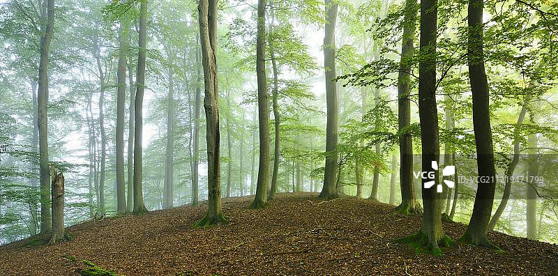 穆里茨国家公园雾中山毛榉林图片素材