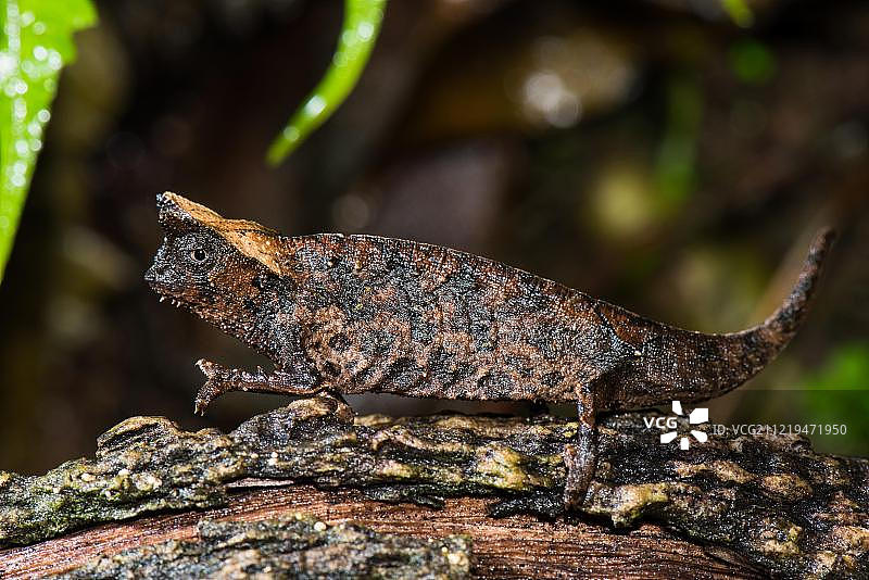 非洲马达加斯加拉诺马法纳国家公园的雌性棕色叶变色龙图片素材