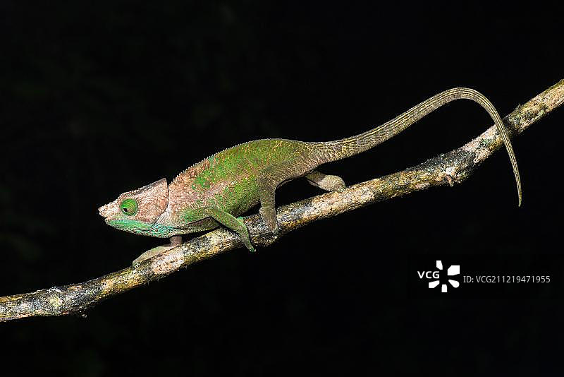 奥肖内西变色龙，非洲马达加斯加拉诺马法纳国家公园图片素材