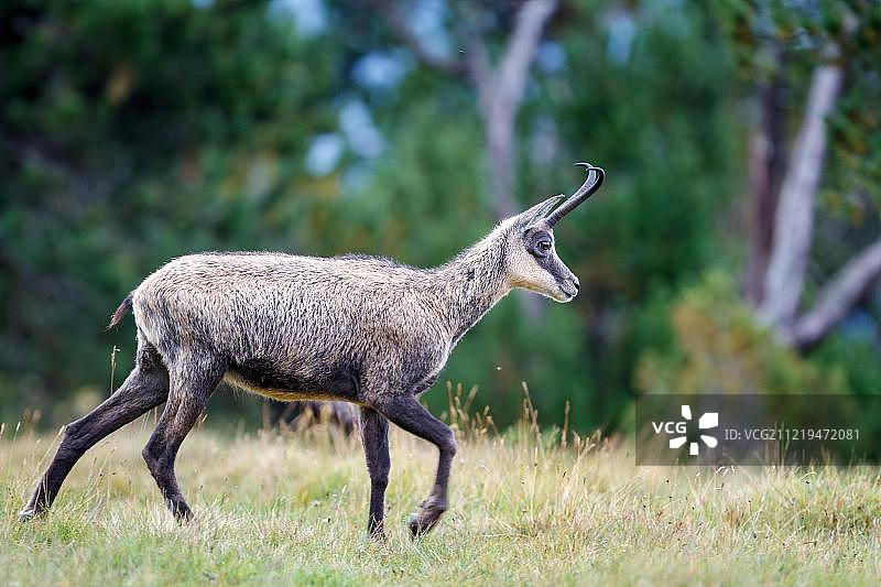 瑞士伯尔尼高地的羚羊图片素材