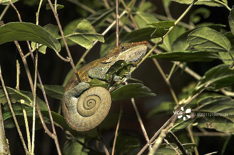 短角变色龙，非洲马达加斯加昂祖鲁贝国家公园特有物种图片素材