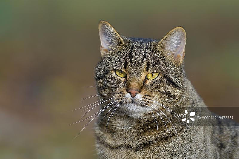 鲭鱼猫（家猫），肖像，蒂罗尔，奥地利，欧洲图片素材