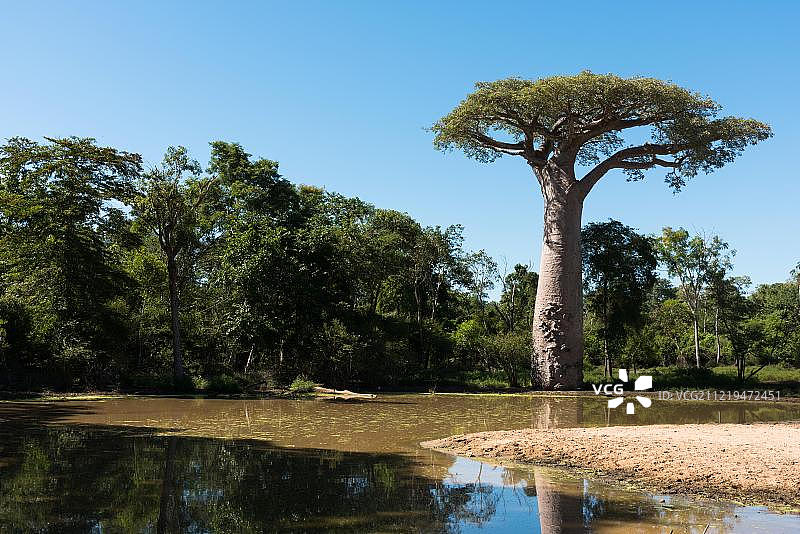 猴面包树（Adansonia grandidieri），非洲马达加斯加莫龙达瓦图片素材