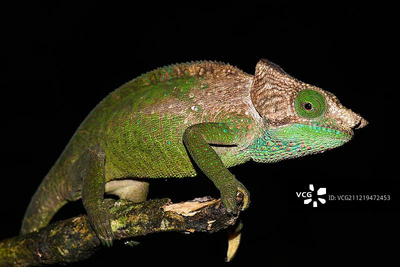 奥肖内西变色龙，非洲马达加斯加拉诺马法纳国家公园图片素材