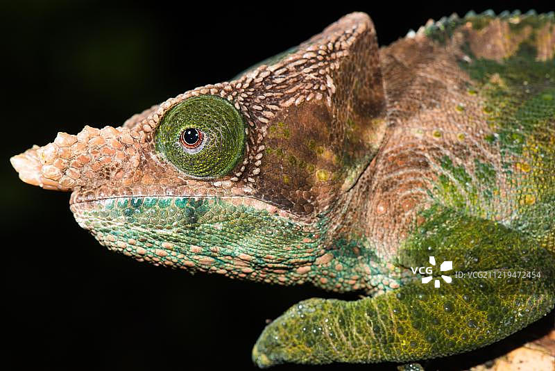 奥肖内西变色龙，非洲马达加斯加拉诺马法纳国家公园图片素材