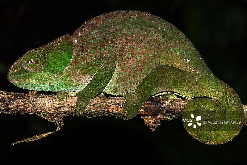奥肖内西变色龙，雌性，非洲马达加斯加拉诺马法纳国家公园图片素材