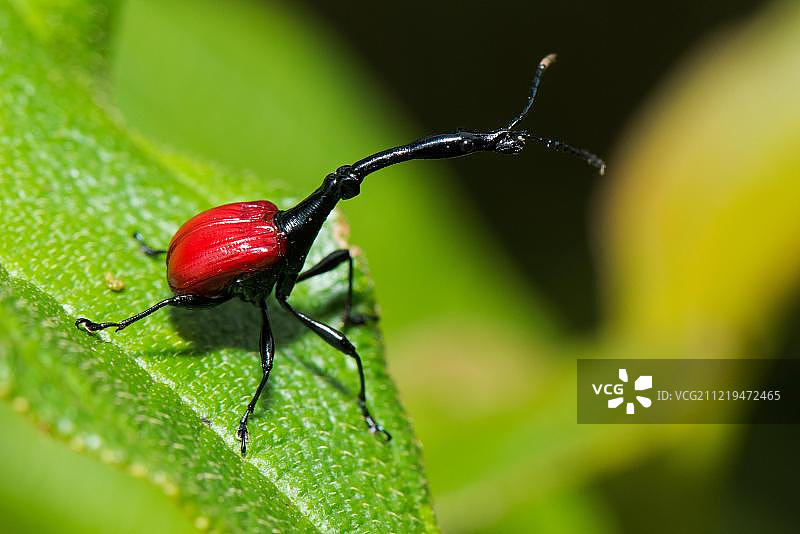 非洲马达加斯加拉诺马法纳国家公园的长颈鹿象鼻虫图片素材