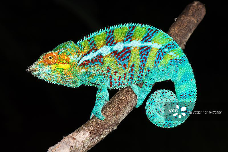 雄性伞蜥，来自非洲马达加斯加图片素材