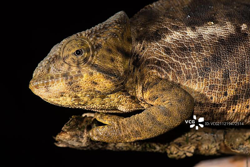 伞顶 chameleon (Calumma ambreense)，非洲马达加斯加黛安娜省琥珀山国家公园图片素材