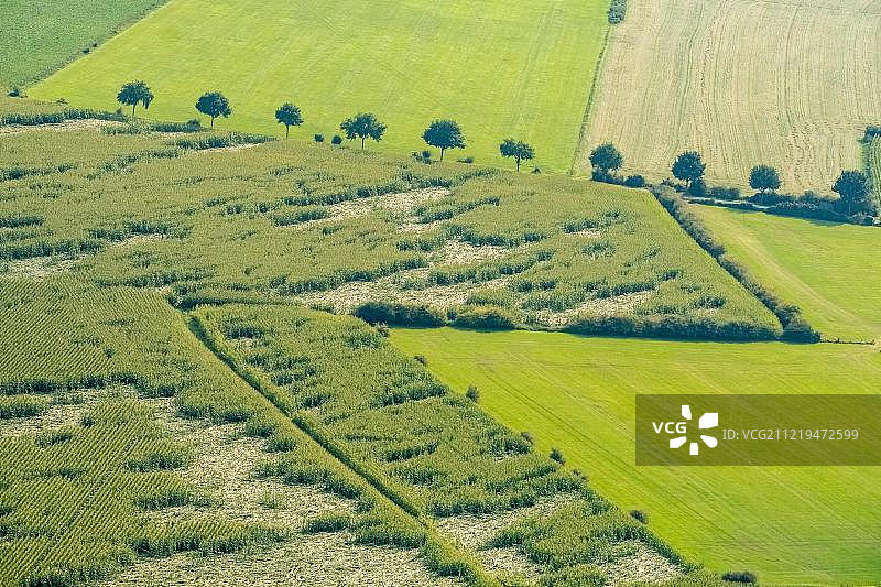 下莱茵地区申肯斯尚茨附近的洪水灾区，受灾谷物和土地破坏，德国图片素材