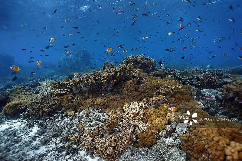 努沙蓝梦岛热带鱼珊瑚花园，巴厘岛，印度尼西亚，亚洲图片素材