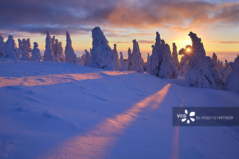 哈尔茨国家公园布罗肯山的冬日日出，阳光穿过白雪皑皑的云杉树，德国萨克森-安哈尔特图片素材