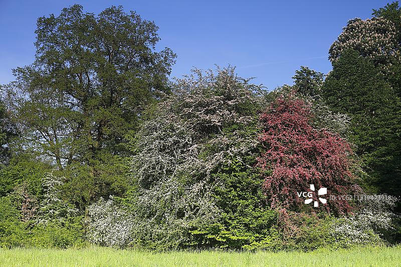 在德国萨克森-安哈尔特中部易北河生物圈保护区盛开的山楂和保罗猩红山楂图片素材