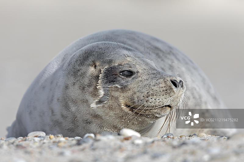 小灰海豹特写，德国黑尔戈兰岛图片素材