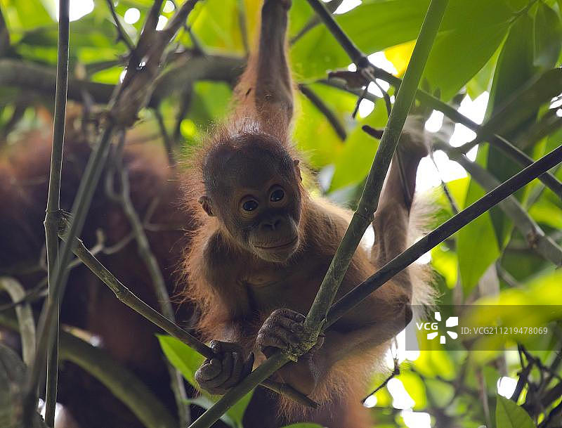 婆罗洲猩猩幼崽图片素材
