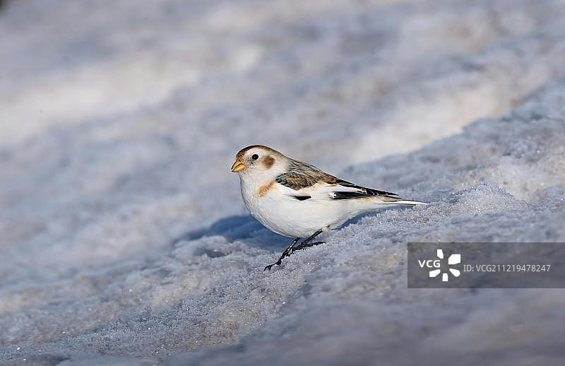 雪鹀（Plectrophenax nivalis），成年雄性，非繁殖羽毛，站立在雪地上，凯恩戈姆国家公园，苏格兰高地图片素材