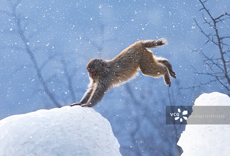 河南济源五龙口景区在冰挂上跳跃的太行猕猴图片素材