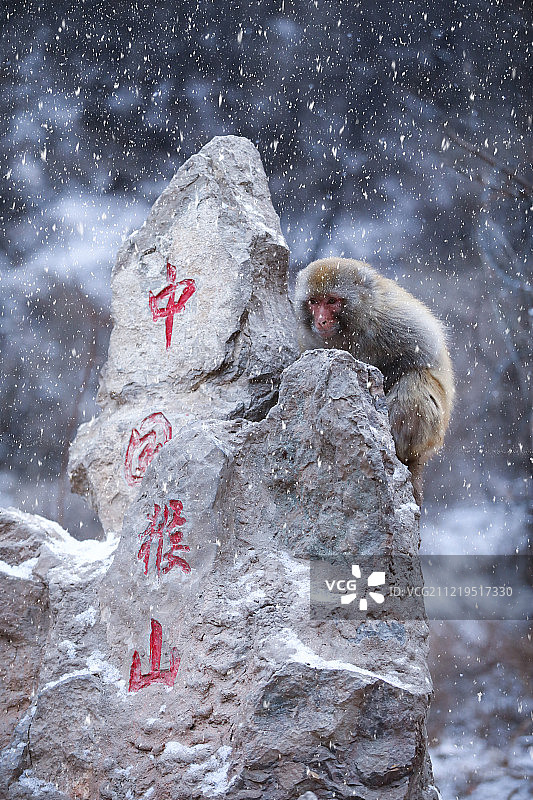 河南济源五龙口景区蹲在石头上的太行猕猴图片素材